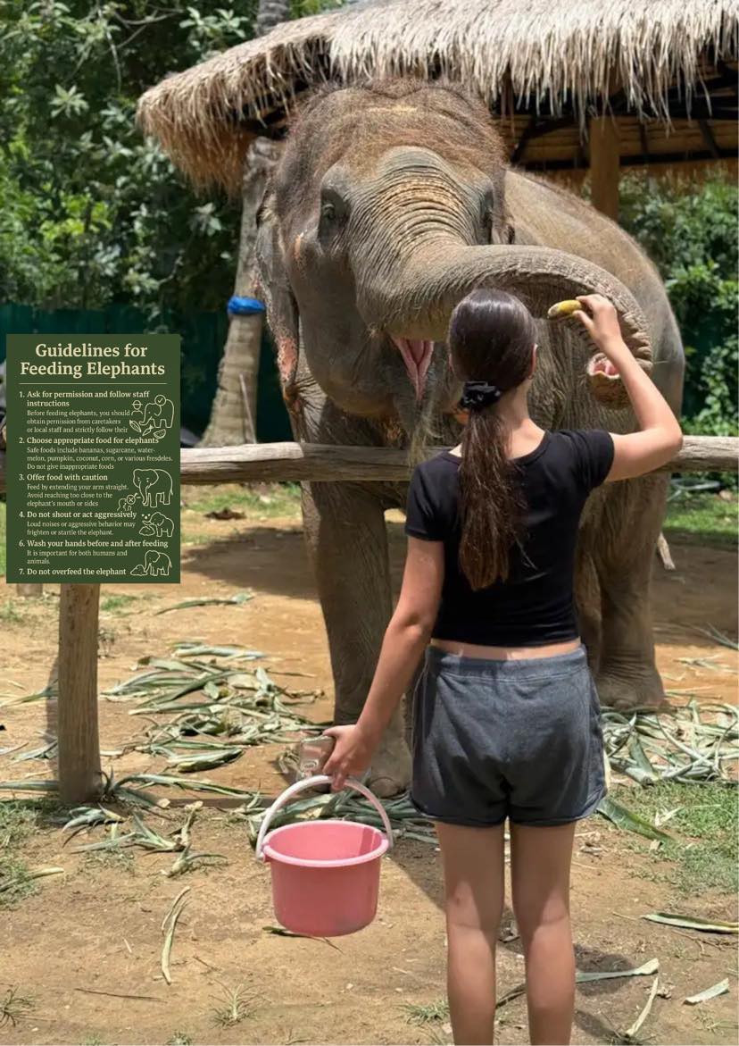 A visitor feeding an elephant beside a wooden barrier at Lanta Elephant Lover